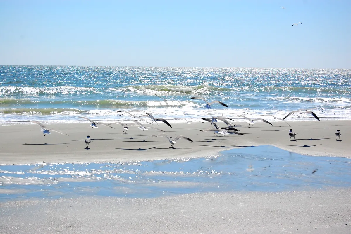 A serene scene of gentle waves lapping at the shoreline, with seagulls dotting the beach and sunlight reflecting off the water. The peaceful beach setting invites relaxation, picnics, and shoreline walks, evoking the joys of a family day by the sea.